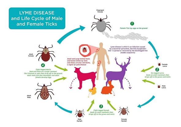 19. Lyme Disease