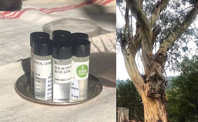 1.Euc Tree Oils
