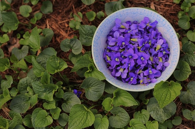 Common Blue Violet Viola Sororia