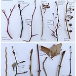 Winter Medicinal Tree & Shrub ID : Inexperienced Path Herb College